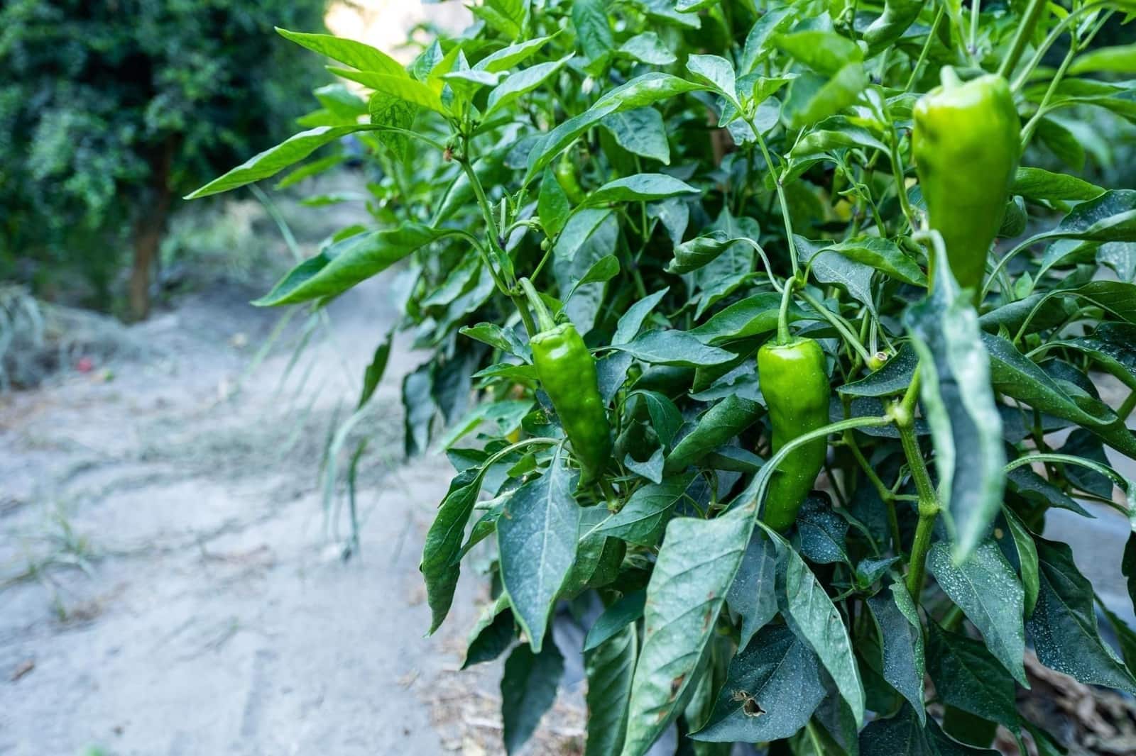 Finca/Herregård til salgs i Velez de Benaudalla - € 250 000 (Ref: 9534243)