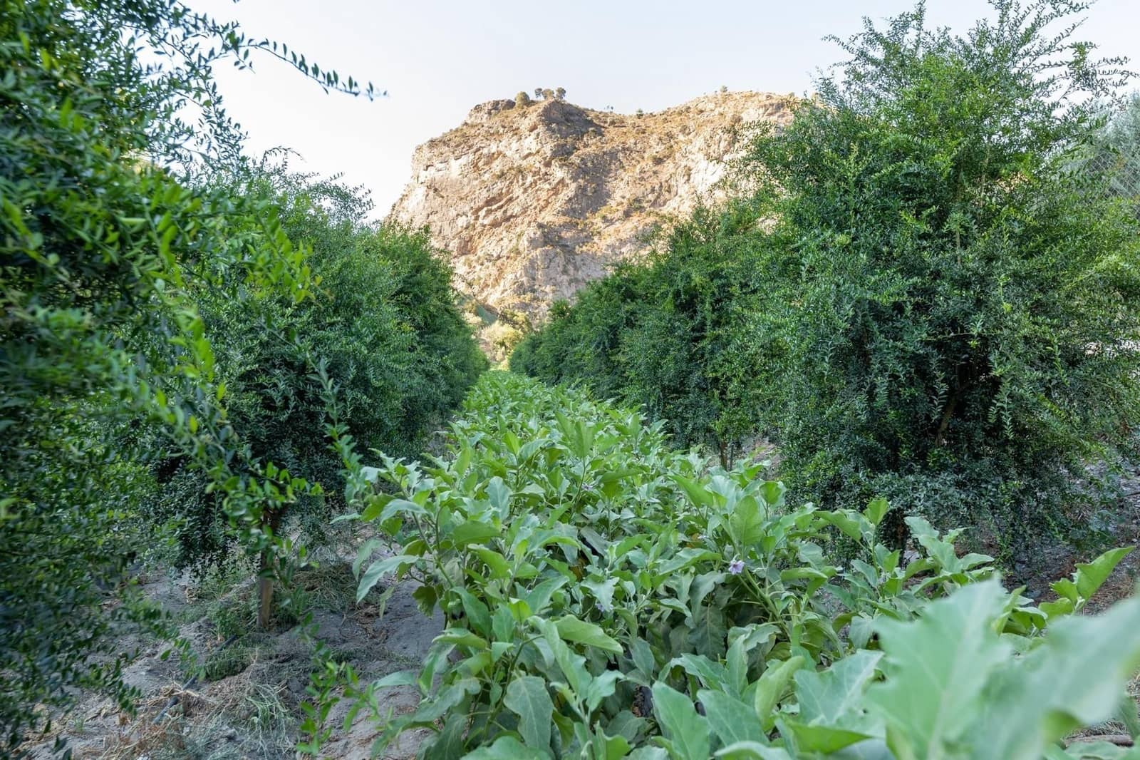 Finca/Herregård til salgs i Velez de Benaudalla - € 250 000 (Ref: 9534243)