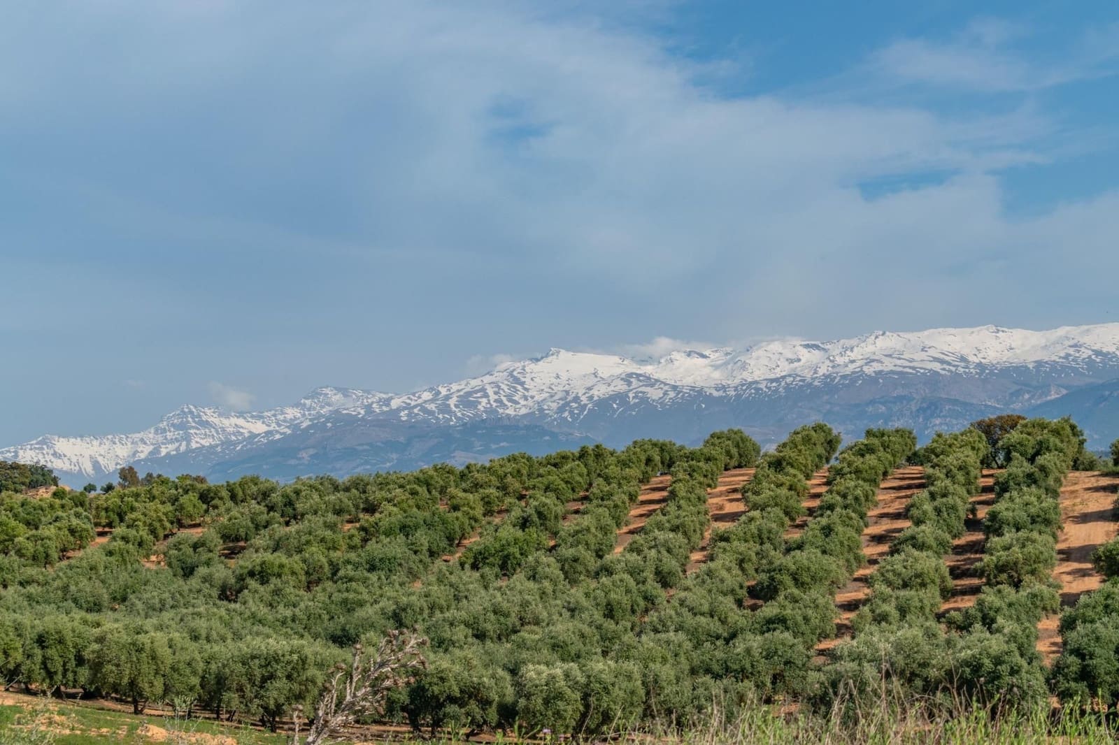 Terrain à Bâtir à vendre à Albolote - 170 000 € (Ref: 9534284)