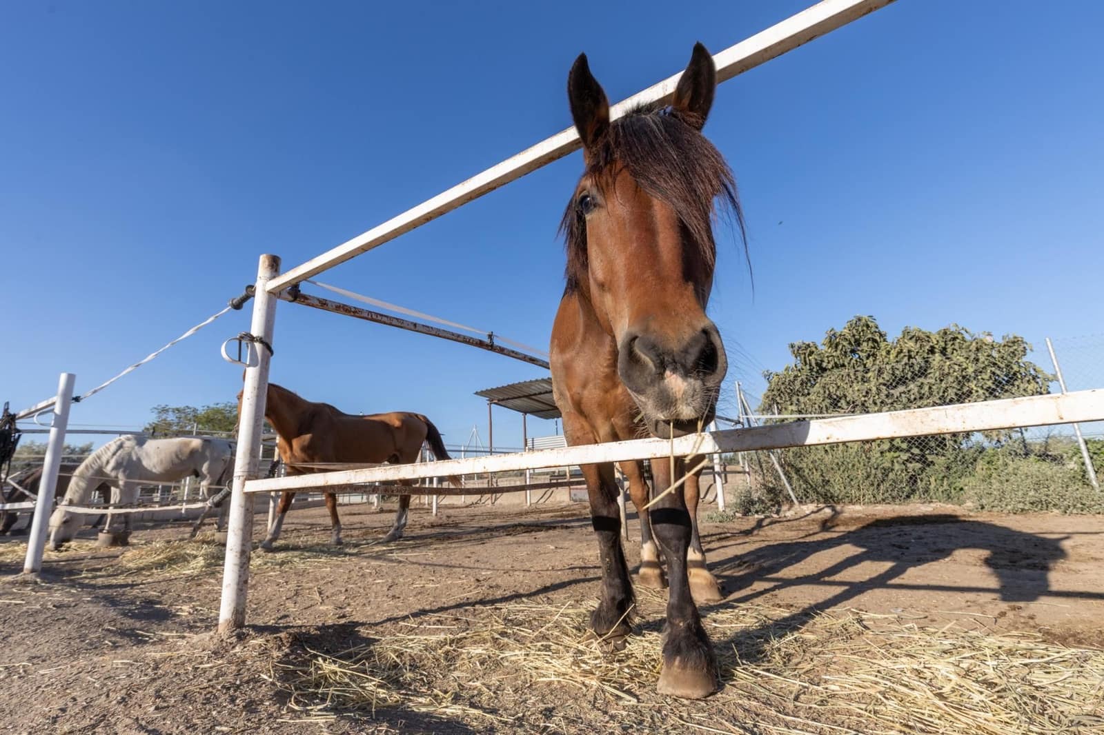1 soveværelse Finca/Landehus til salg i La Zubia - € 674.900 (Ref: 9534301)
