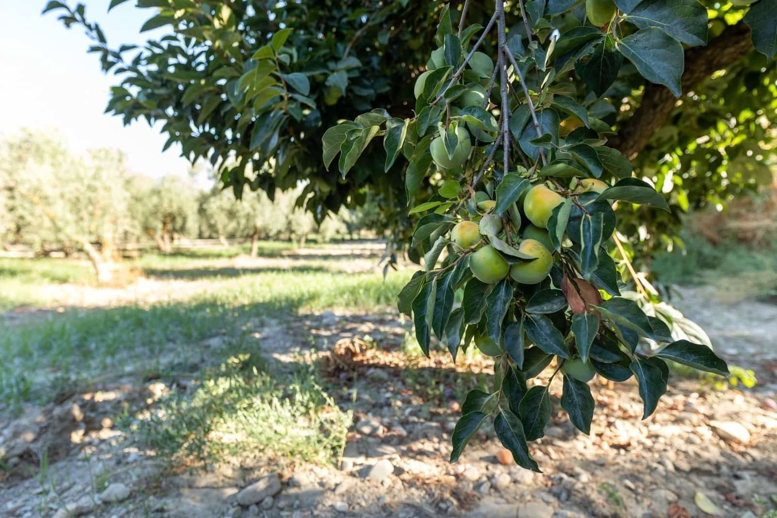 Finca/Herregård til salgs i Gojar - € 295 000 (Ref: 9534310)