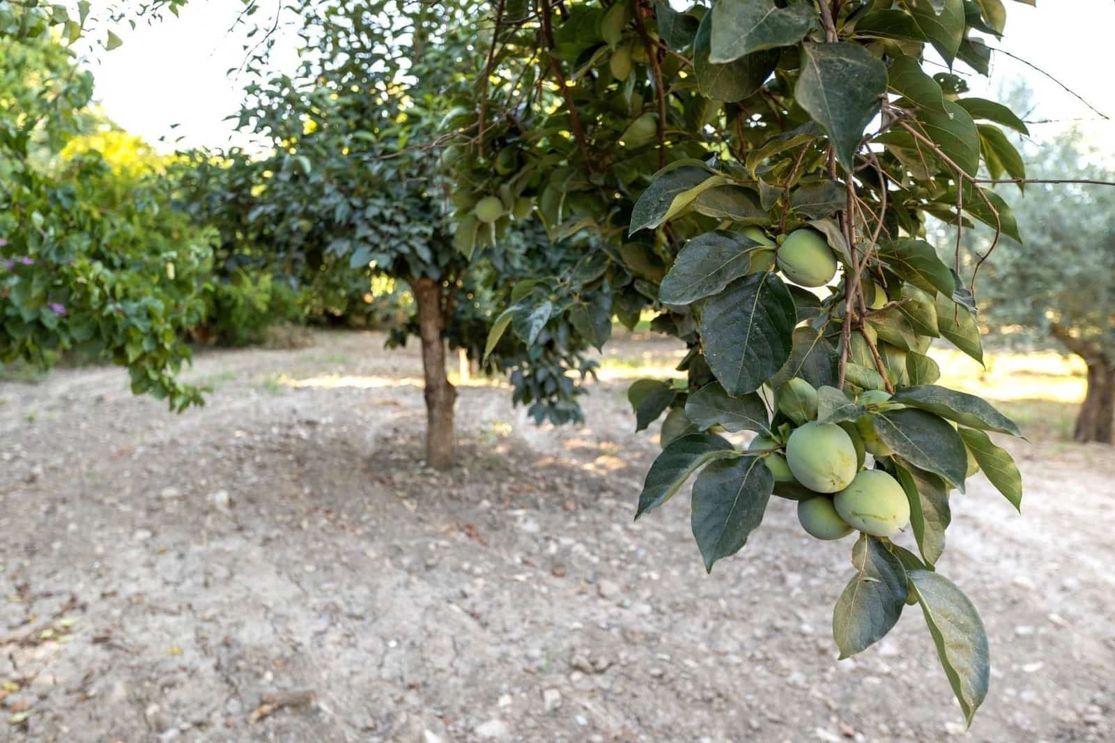 Finca/Herregård til salgs i Gojar - € 295 000 (Ref: 9534310)