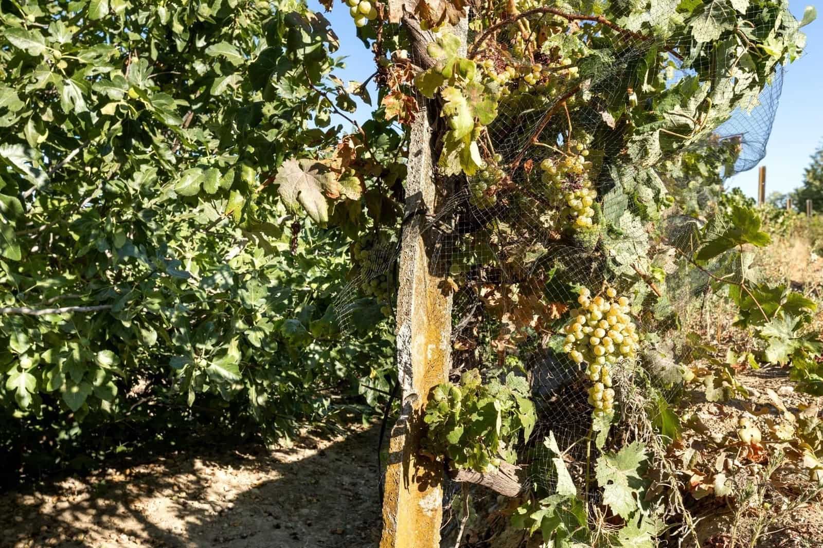 Finca/Herregård til salgs i Gojar - € 295 000 (Ref: 9534310)