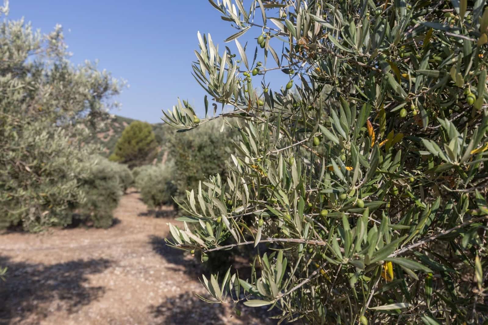 Finka/Dom wiejski na sprzedaż w Montefrio - 320 000 € (Ref: 9534321)