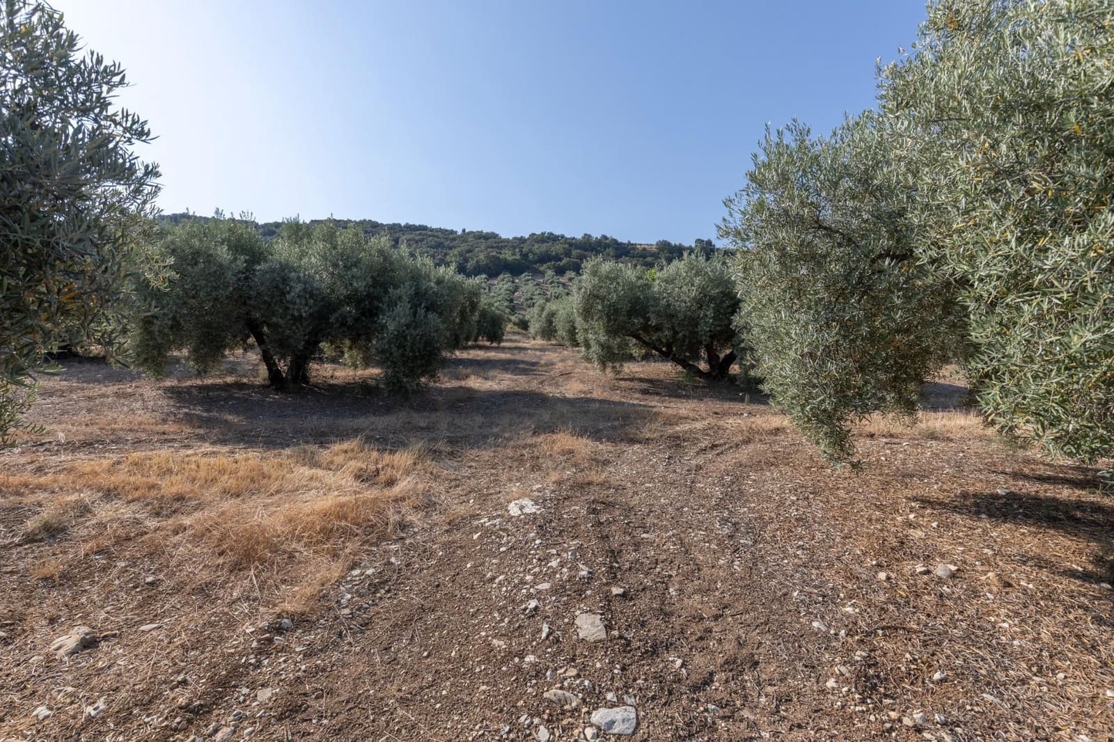 Finka/Dom wiejski na sprzedaż w Montefrio - 320 000 € (Ref: 9534321)