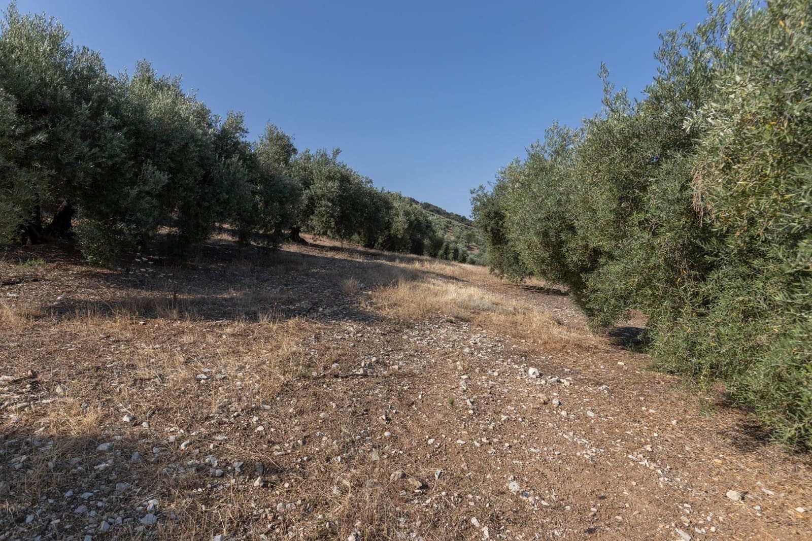 Finka/Dom wiejski na sprzedaż w Montefrio - 320 000 € (Ref: 9534321)