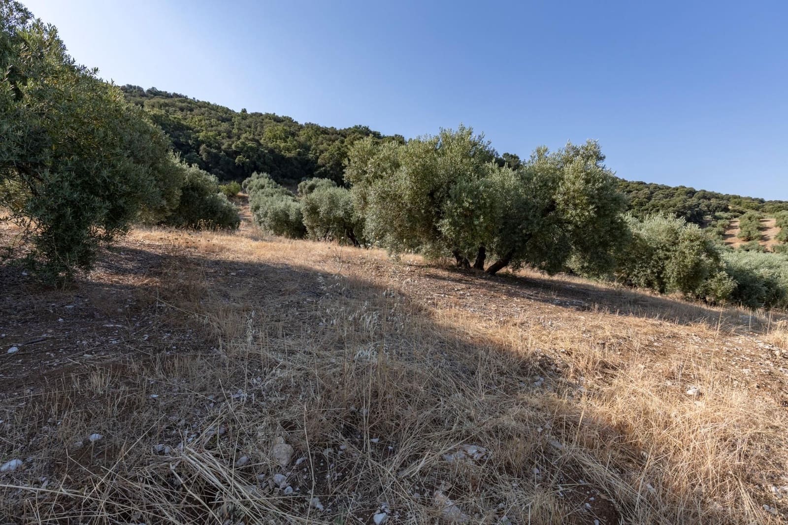 Finka/Dom wiejski na sprzedaż w Montefrio - 320 000 € (Ref: 9534321)