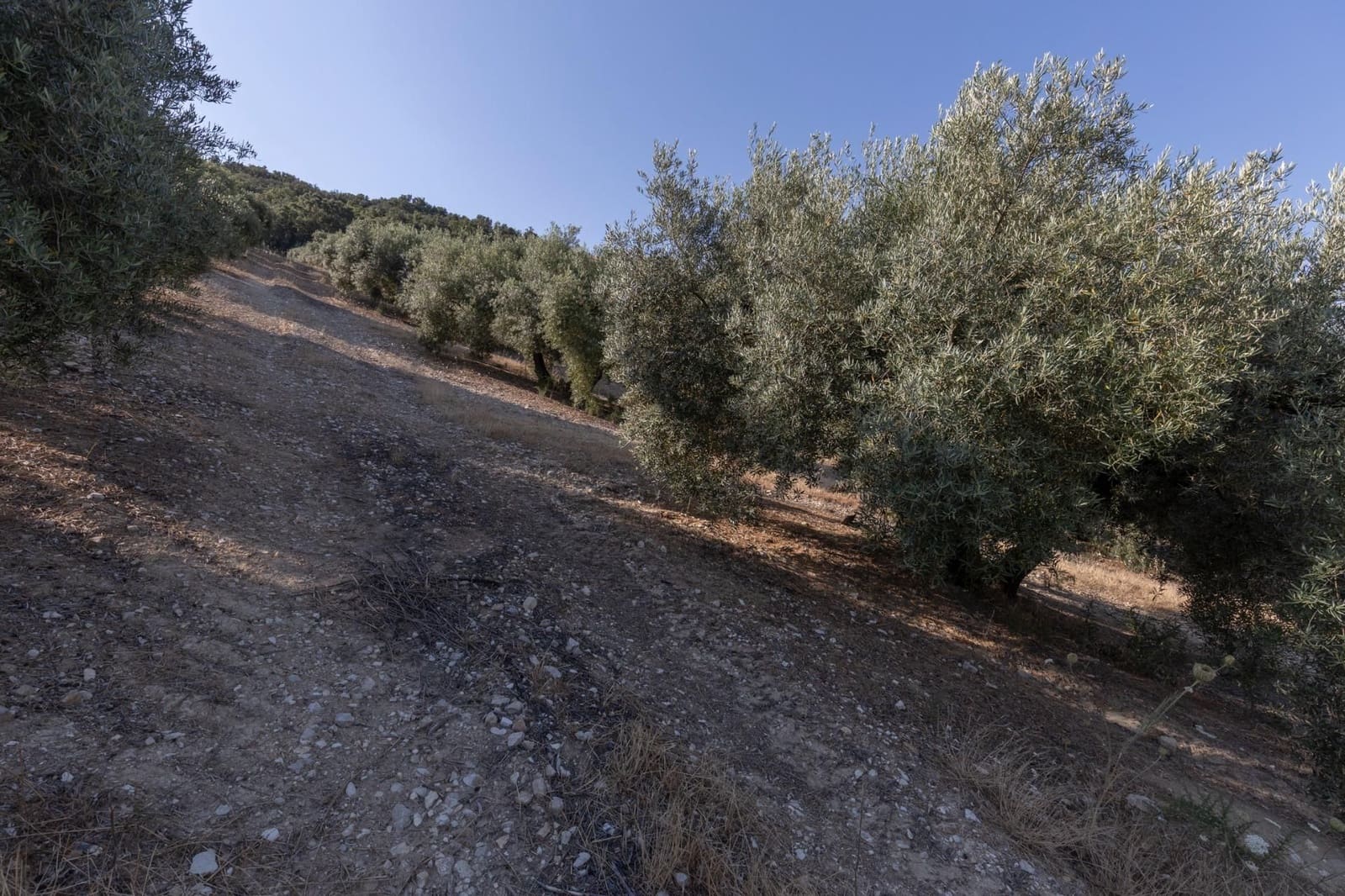 Finka/Dom wiejski na sprzedaż w Montefrio - 320 000 € (Ref: 9534321)