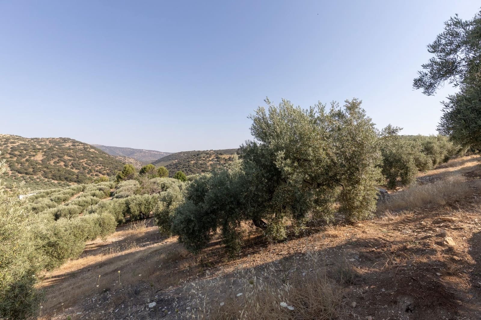 Finka/Dom wiejski na sprzedaż w Montefrio - 320 000 € (Ref: 9534321)