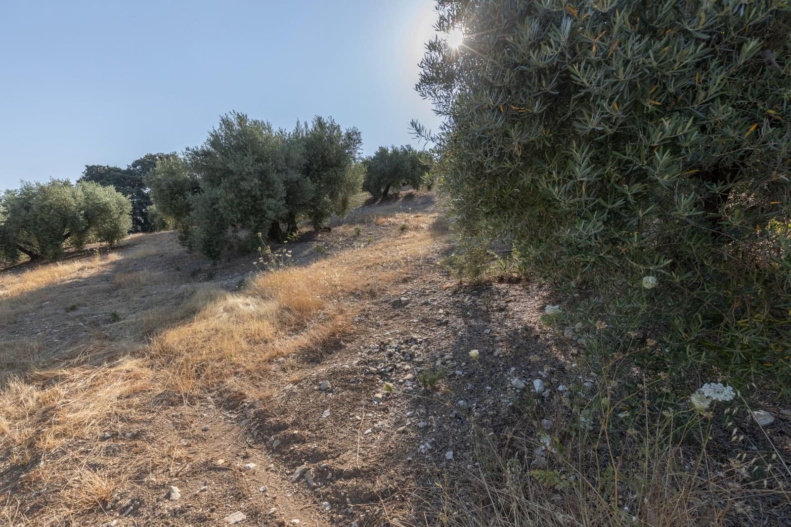 Finka/Dom wiejski na sprzedaż w Montefrio - 320 000 € (Ref: 9534321)