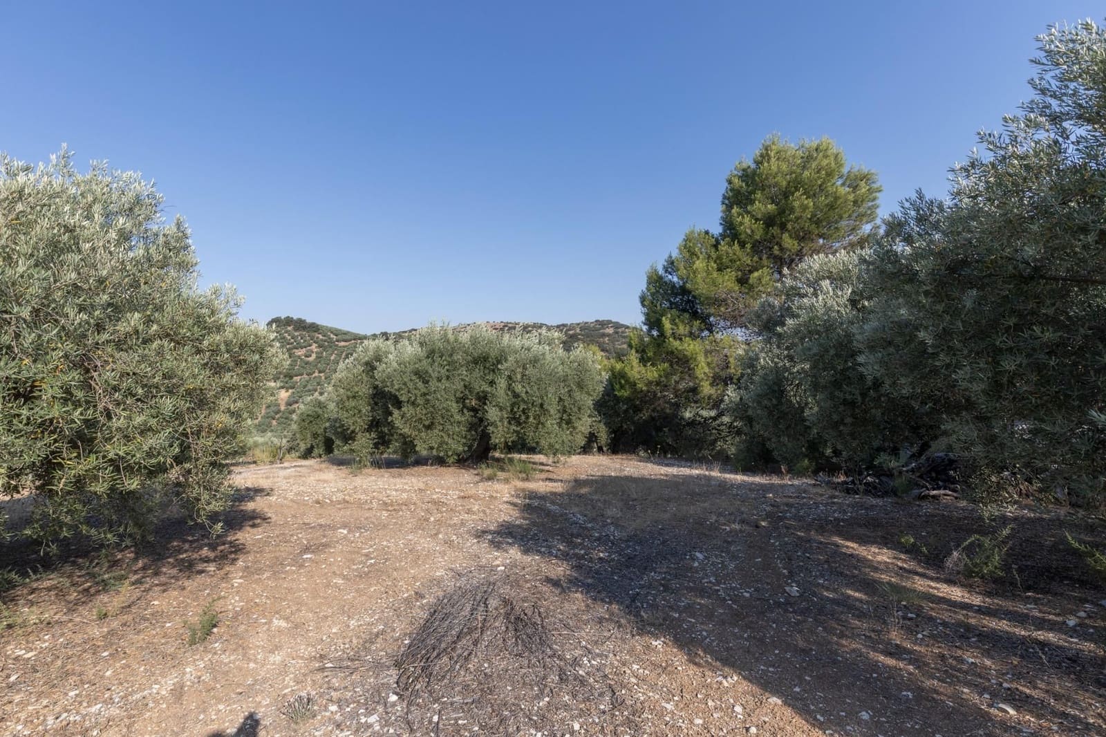 Finka/Dom wiejski na sprzedaż w Montefrio - 320 000 € (Ref: 9534321)