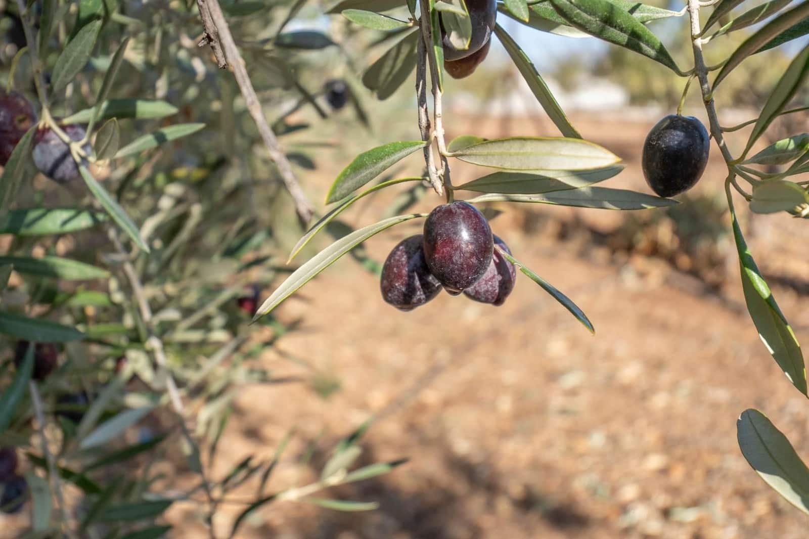 2 soveværelse Finca/Landehus til salg i Moraleda de Zafayona med garage - € 199.900 (Ref: 9534333)