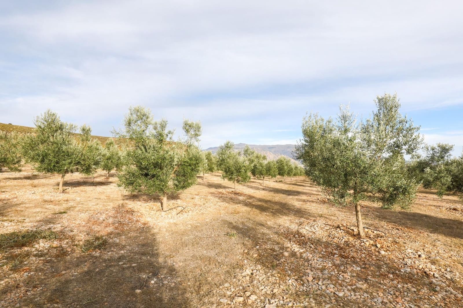 Finca/Landehus til salg i Villamena - € 700.000 (Ref: 9539489)