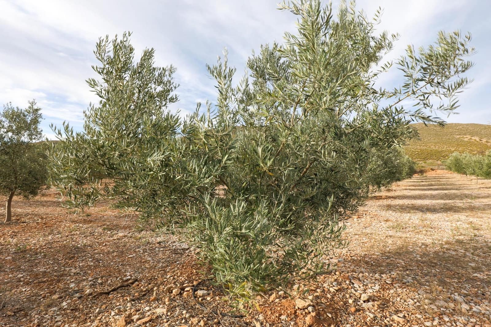 Finca/Landehus til salg i Villamena - € 700.000 (Ref: 9539489)