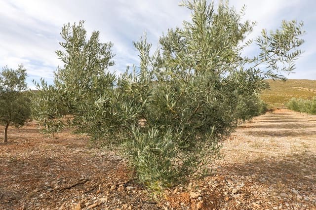 Finca/Landehus til salg i Villamena - € 700.000 (Ref: 9539489)