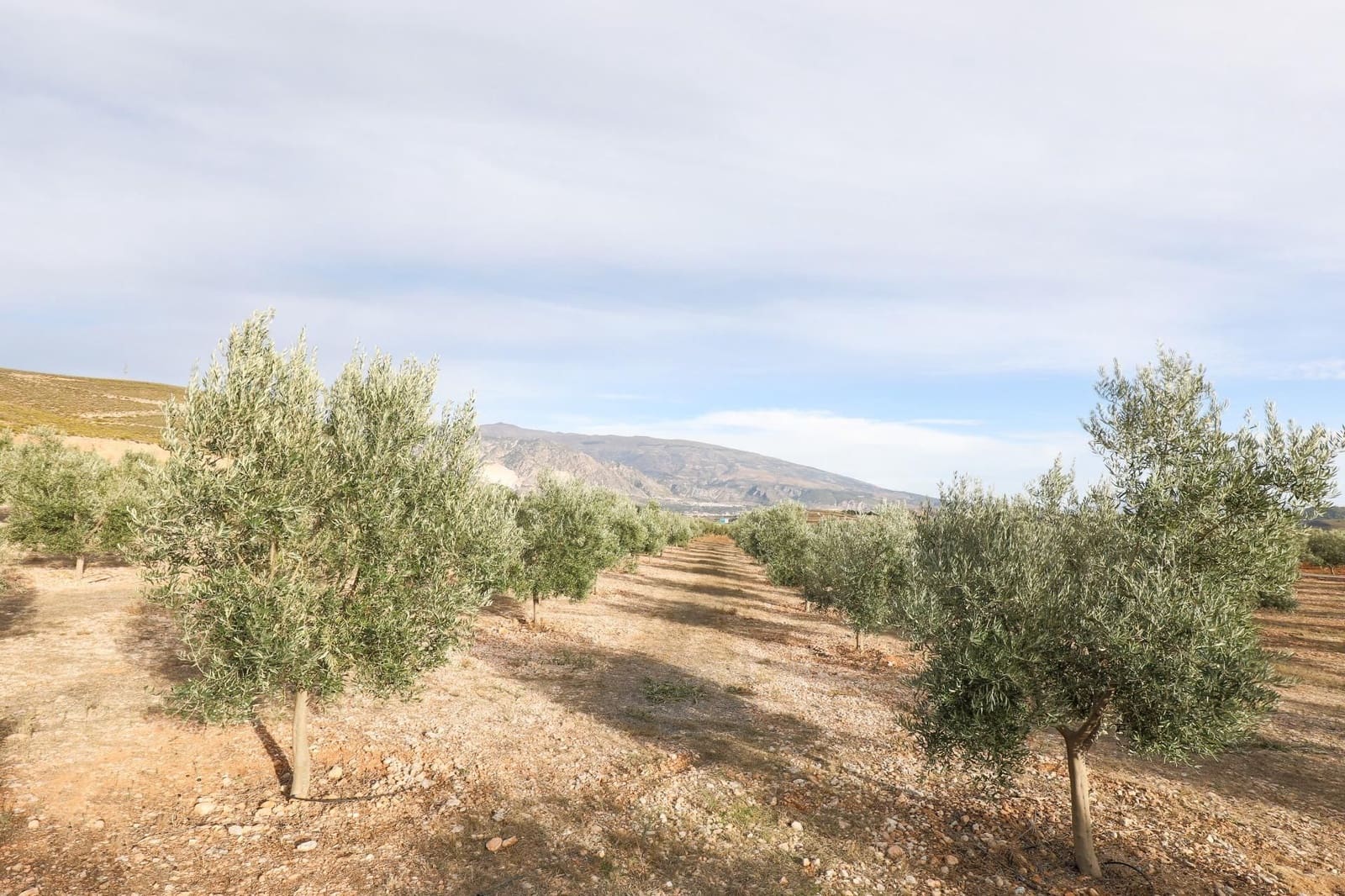 Finca/Landehus til salg i Villamena - € 700.000 (Ref: 9539489)