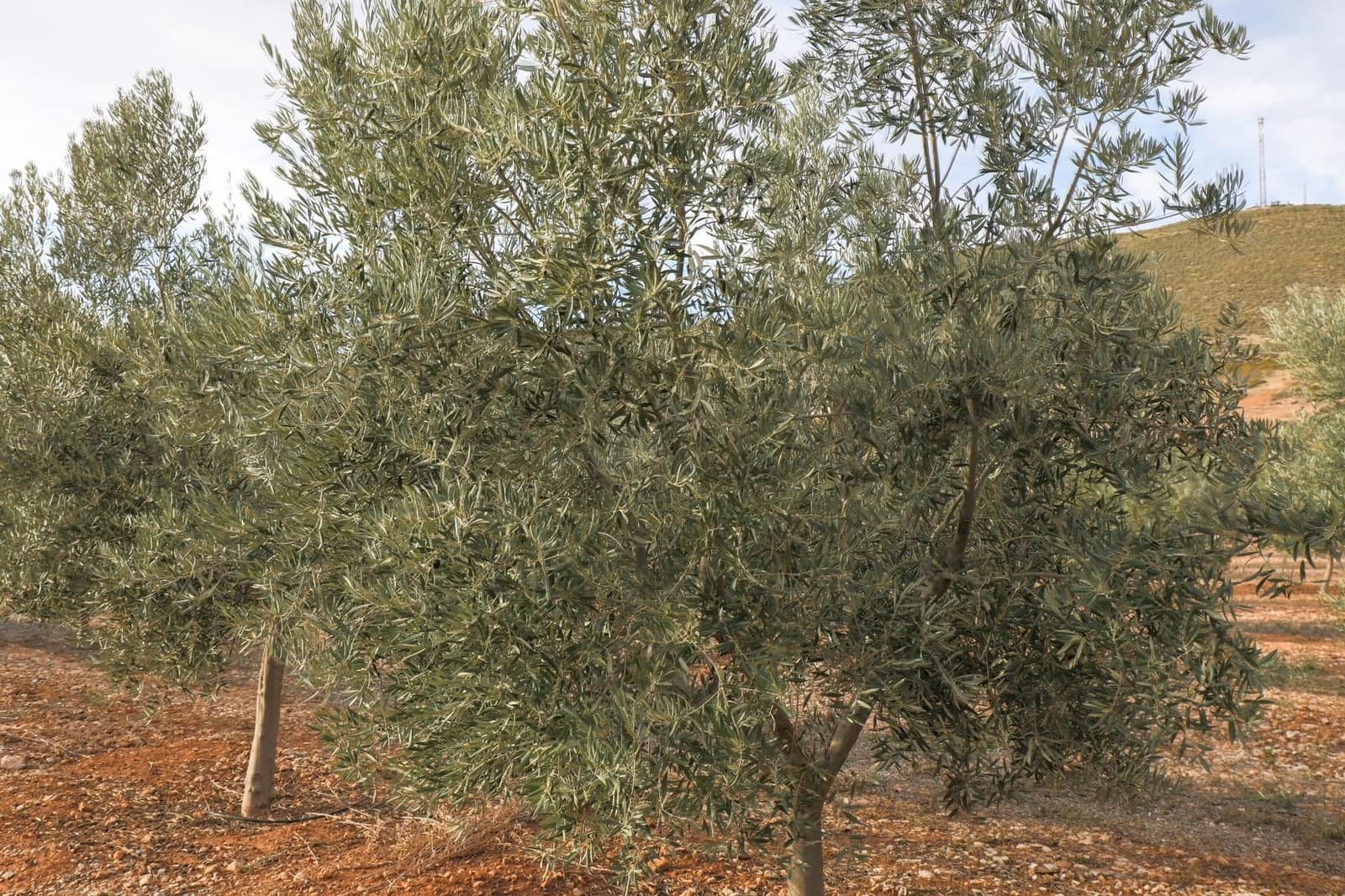 Finca/Landehus til salg i Villamena - € 700.000 (Ref: 9539489)