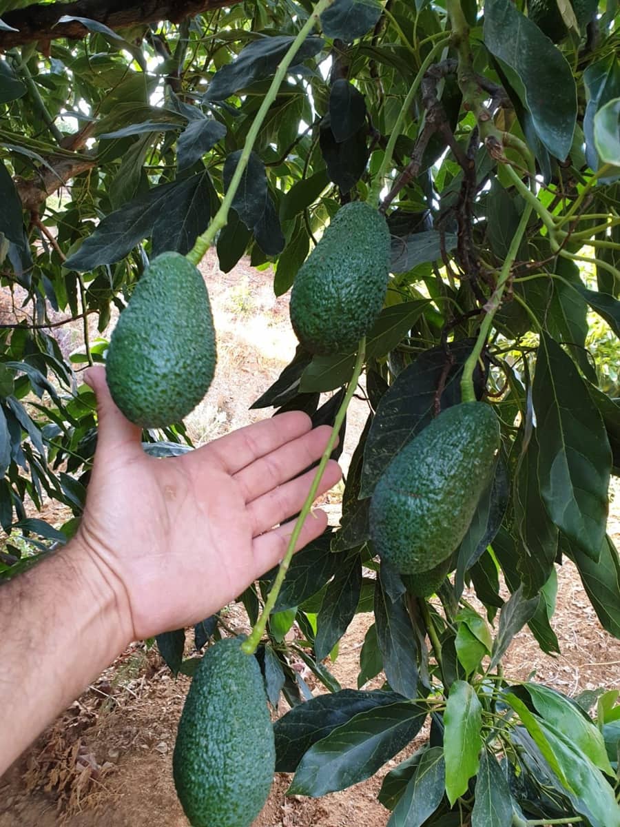 2 sovrum Finca/Hus på landet till salu i Guaro med garage - 545 000 € (Ref: 9759462)