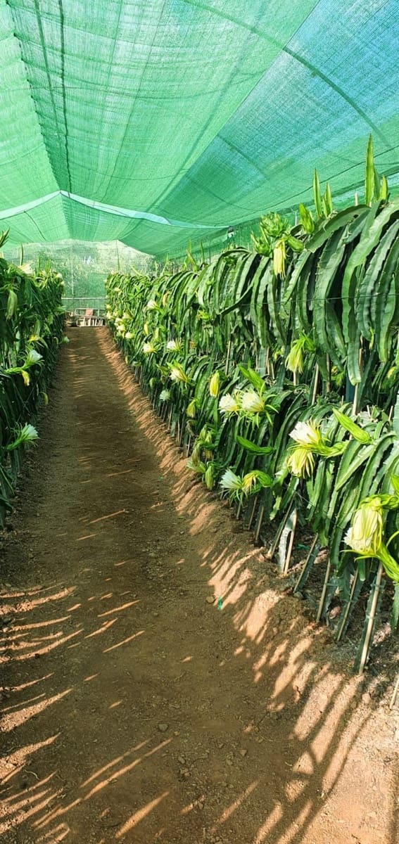 2 bedroom Finca/Country House for sale in Guaro with garage - € 545,000 (Ref: 9759462)