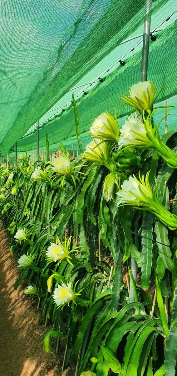 2 bedroom Finca/Country House for sale in Guaro with garage - € 545,000 (Ref: 9759462)