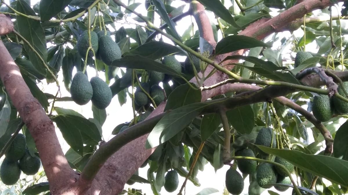 2 bedroom Finca/Country House for sale in Guaro with garage - € 545,000 (Ref: 9759462)