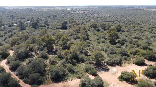 Finca/Country House for sale in Llucmajor - € 980,000 (Ref: 6754335)