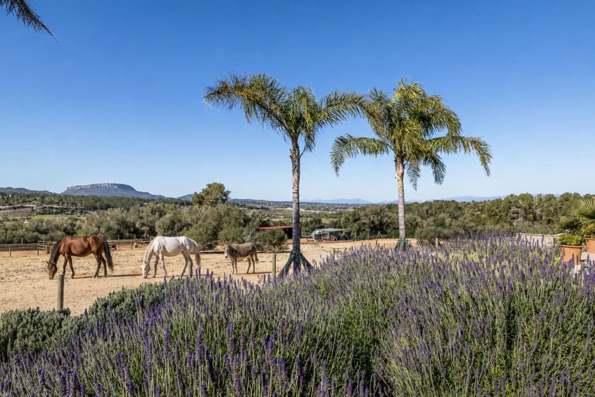 4 chambre Finca/Maison de Campagne à vendre à Montuiri avec piscine - 2 950 000 € (Ref: 10039212)