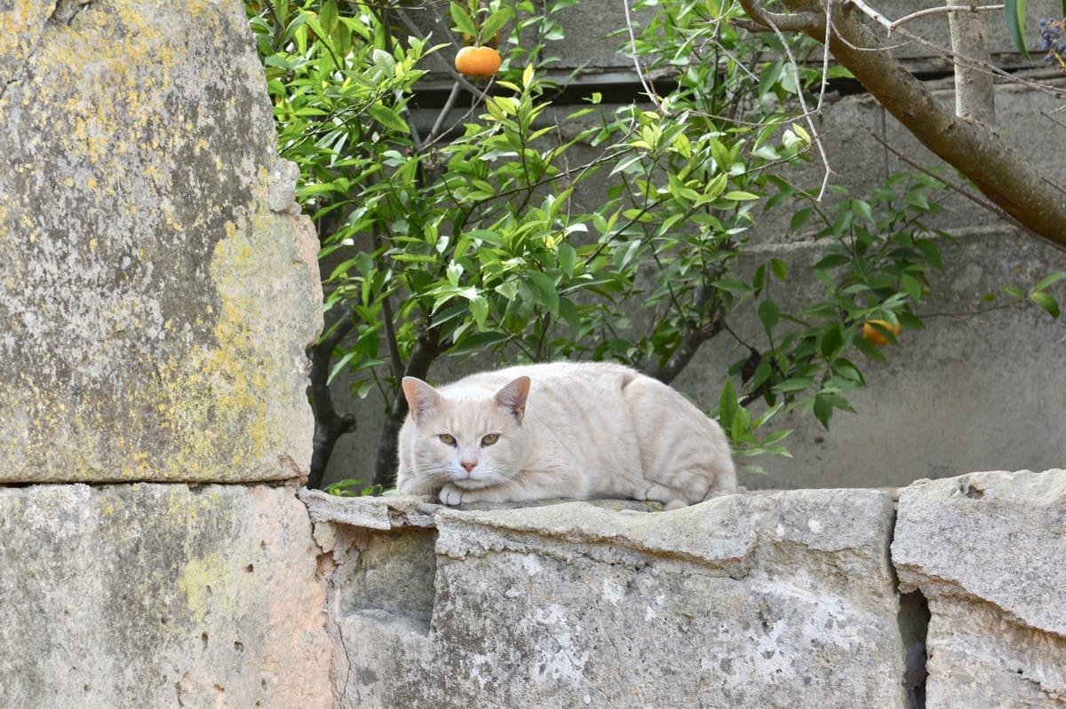 Rakentamaton maa myytävänä paikassa Llucmajor - 750 000 € (Ref: 8780803)