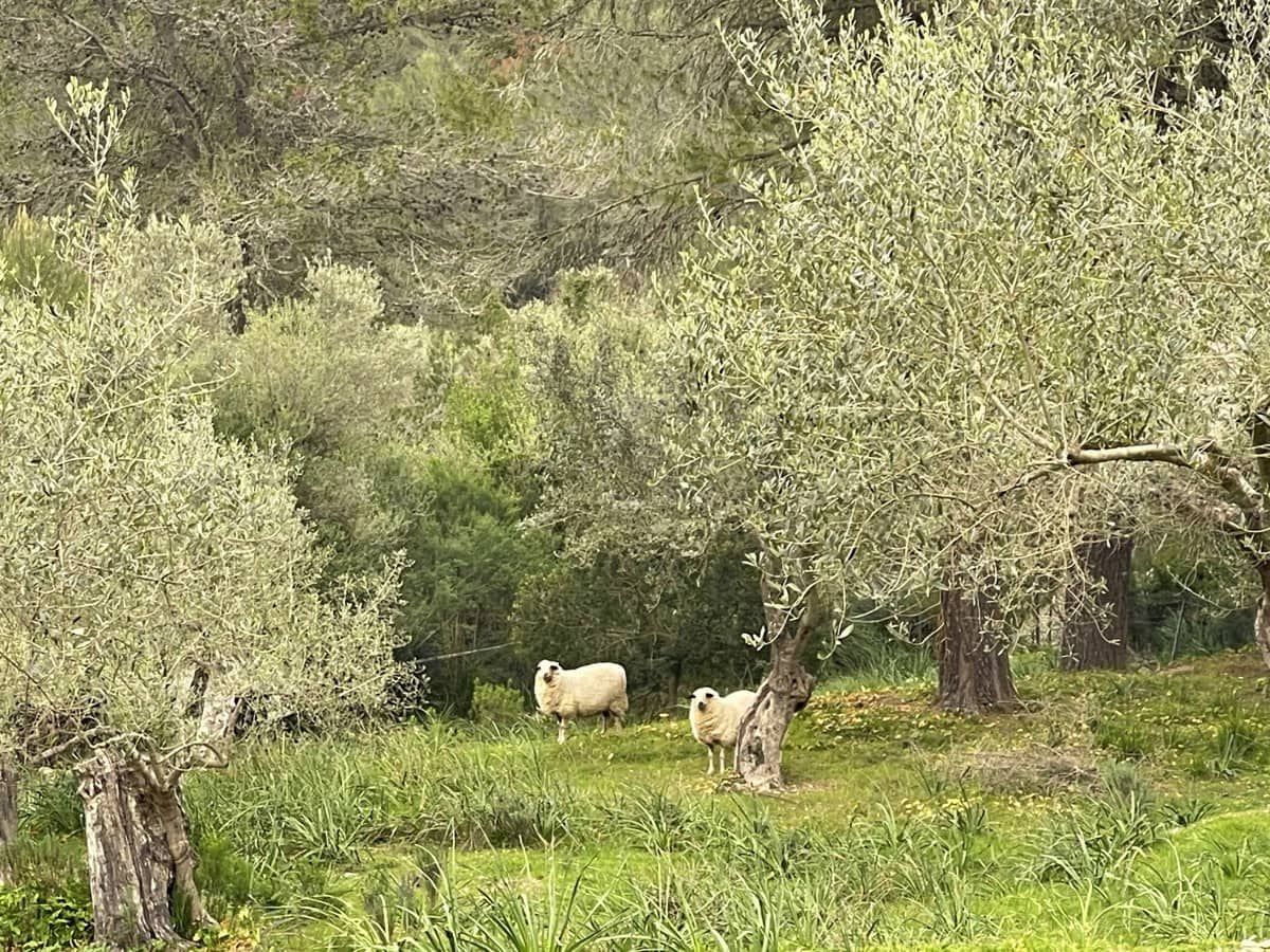 2 soverom Villa til salgs i Galilea med svømmebasseng - € 670 000 (Ref: 8929736)