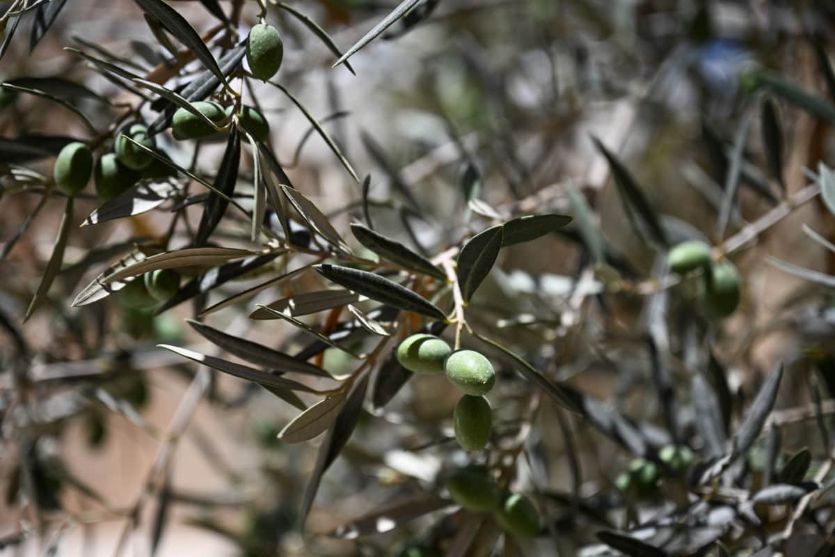 3 soveværelse Rækkehus til salg i Palma de Mallorca - € 1.780.000 (Ref: 9109934)