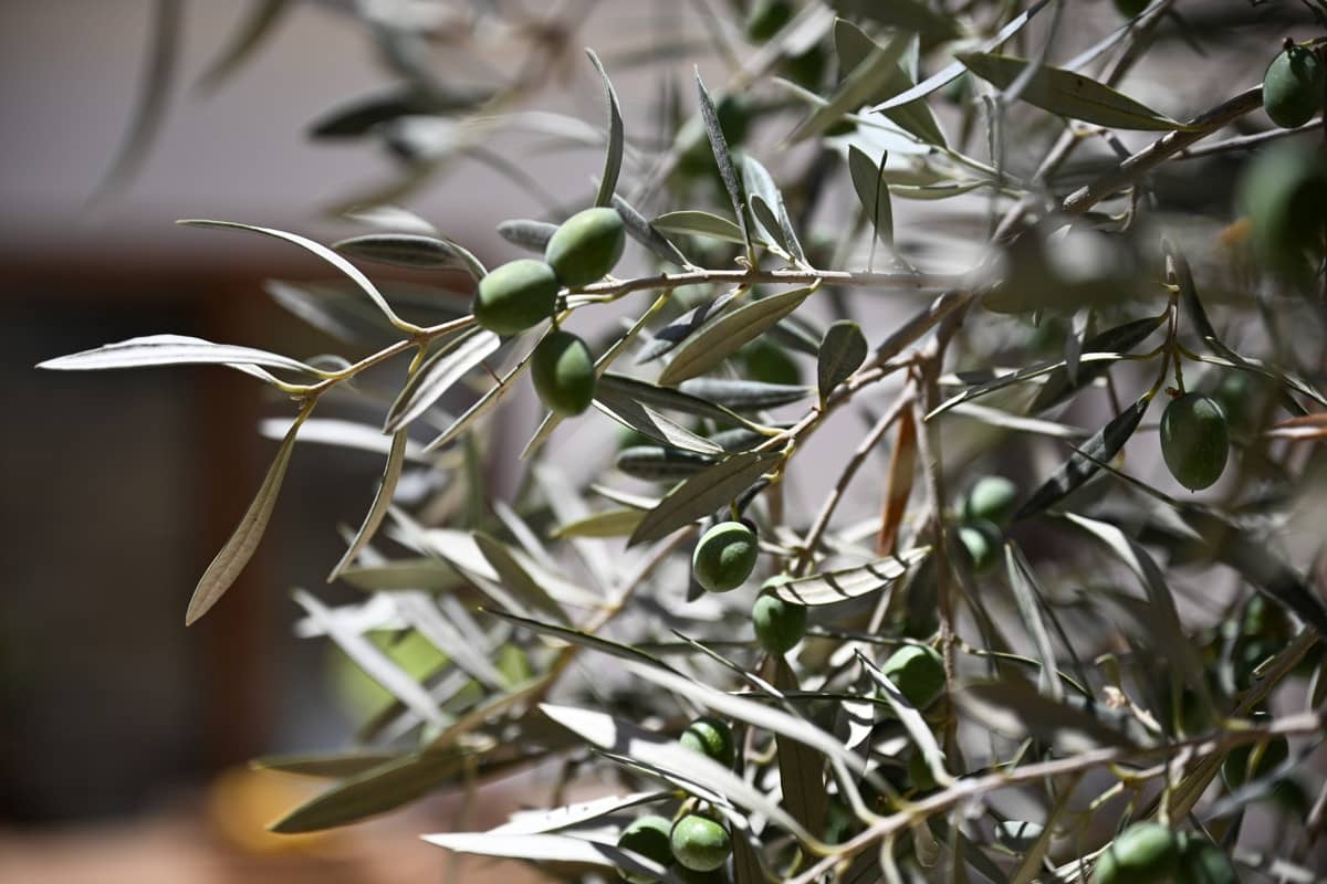 3 soveværelse Rækkehus til salg i Palma de Mallorca - € 1.780.000 (Ref: 9109934)