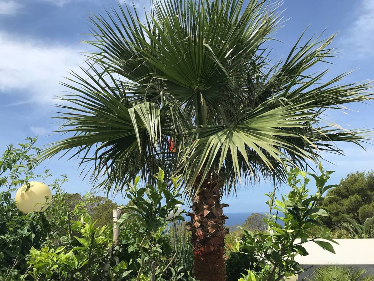 3 makuuhuone Omakotitalo myytävänä paikassa Tolleric mukana uima-altaan 
autotalli - 1 099 000 € (Ref: 9346553)