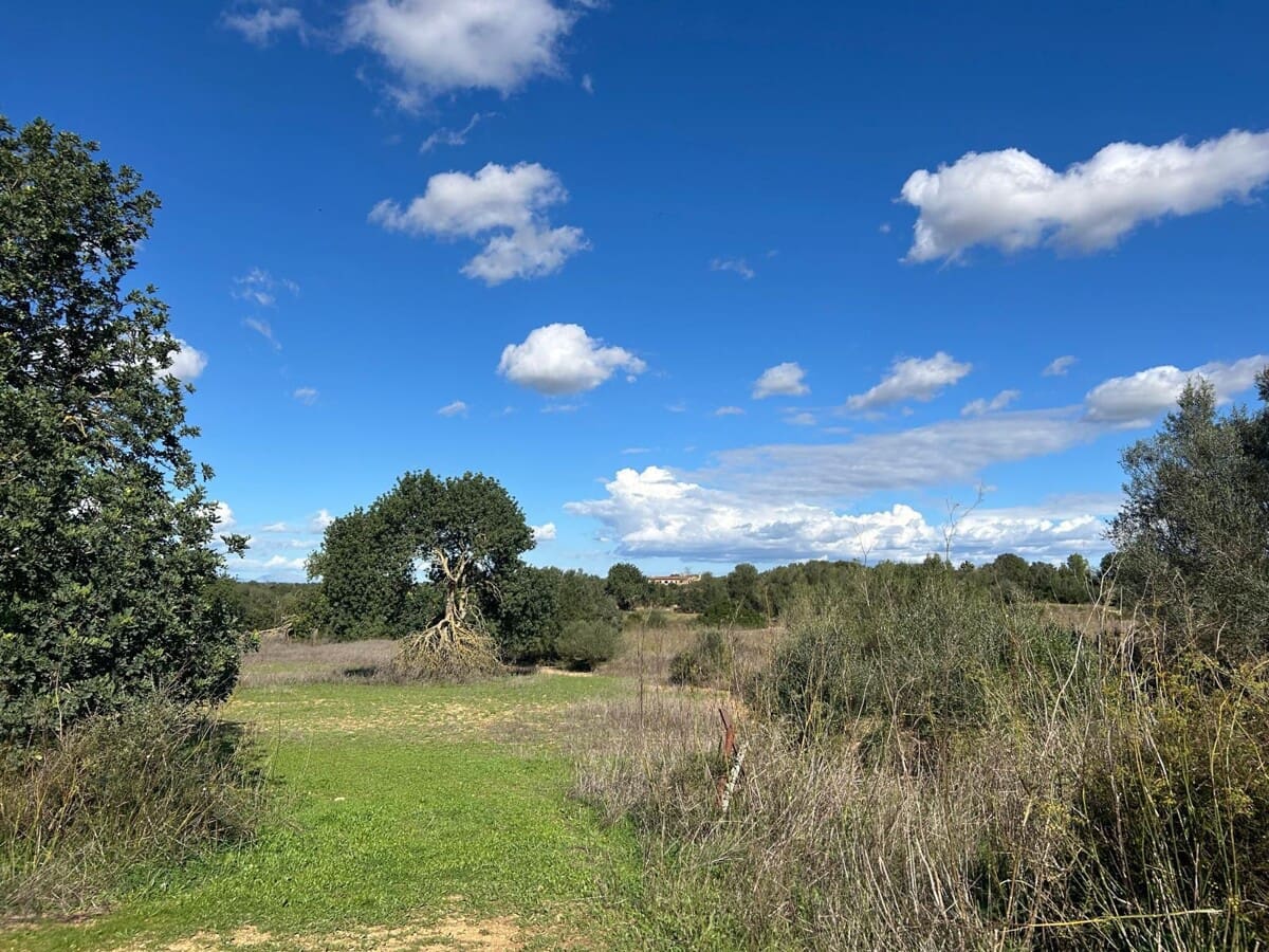 Terre non Aménagée à vendre à Felanitx - 275 000 € (Ref: 9400230)