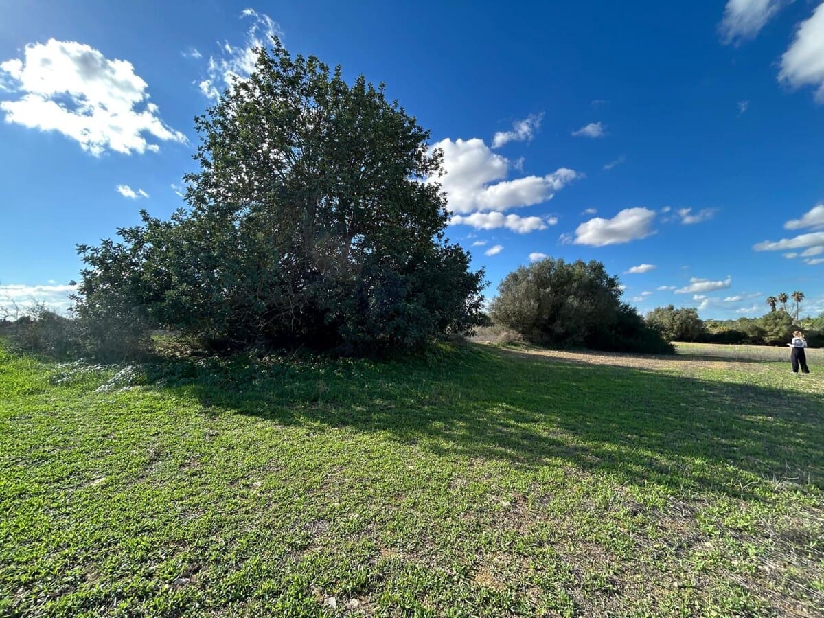 Terre non Aménagée à vendre à Felanitx - 275 000 € (Ref: 9400230)