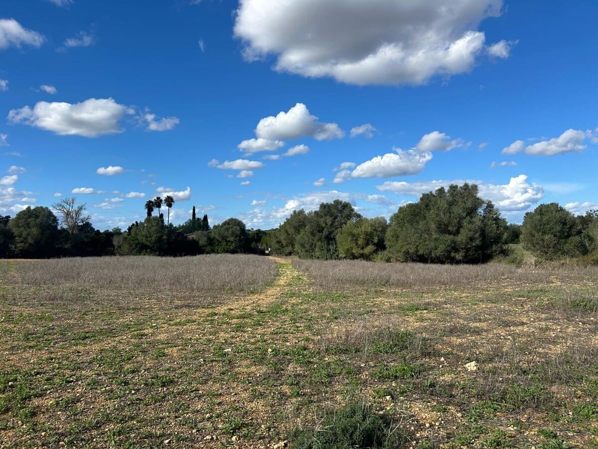 Terre non Aménagée à vendre à Felanitx - 275 000 € (Ref: 9400230)