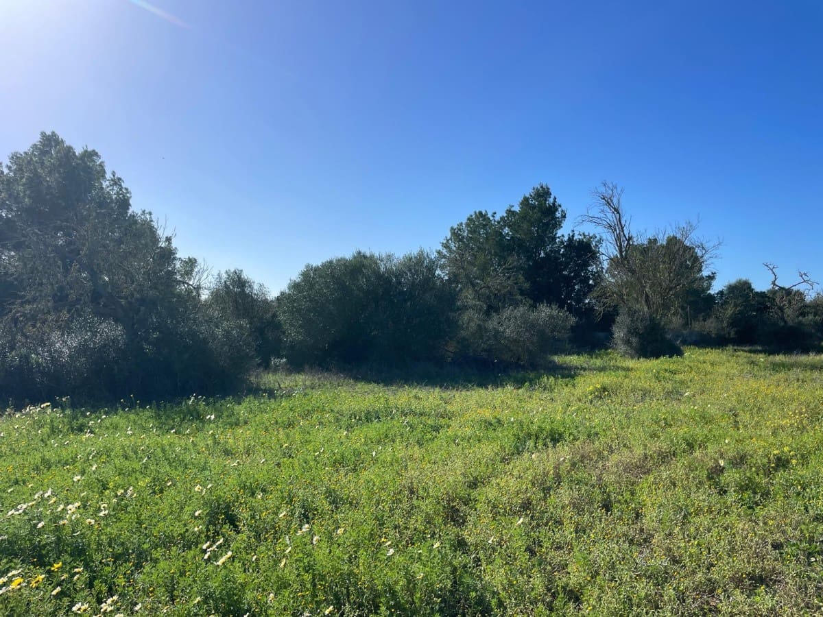 Terre non Aménagée à vendre à Campos - 235 000 € (Ref: 9669690)