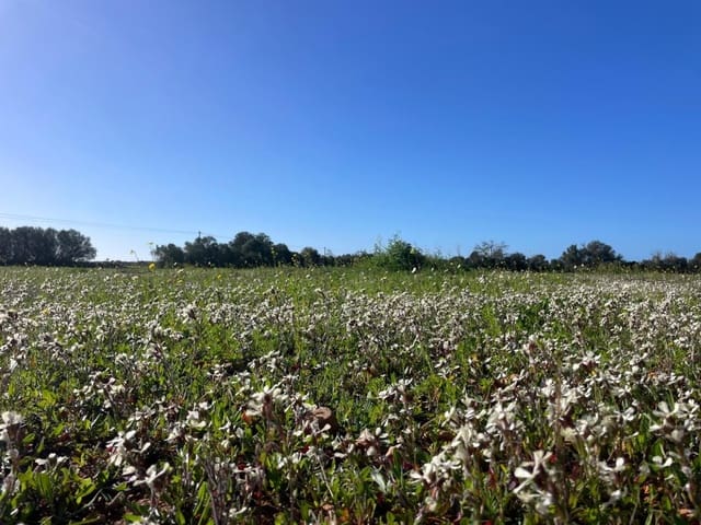 Terre non Aménagée à vendre à Campos - 235 000 € (Ref: 9669690)
