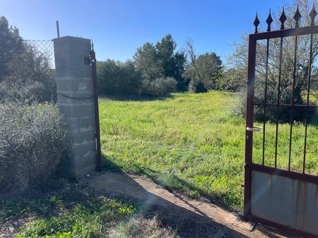 Terre non Aménagée à vendre à Campos - 235 000 € (Ref: 9669690)