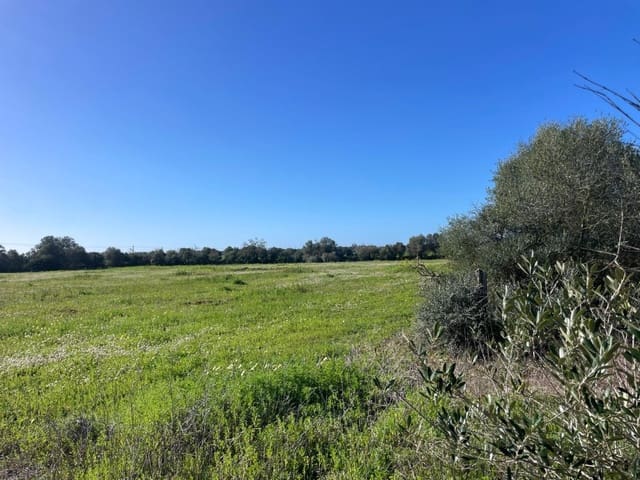 Terre non Aménagée à vendre à Campos - 235 000 € (Ref: 9669690)