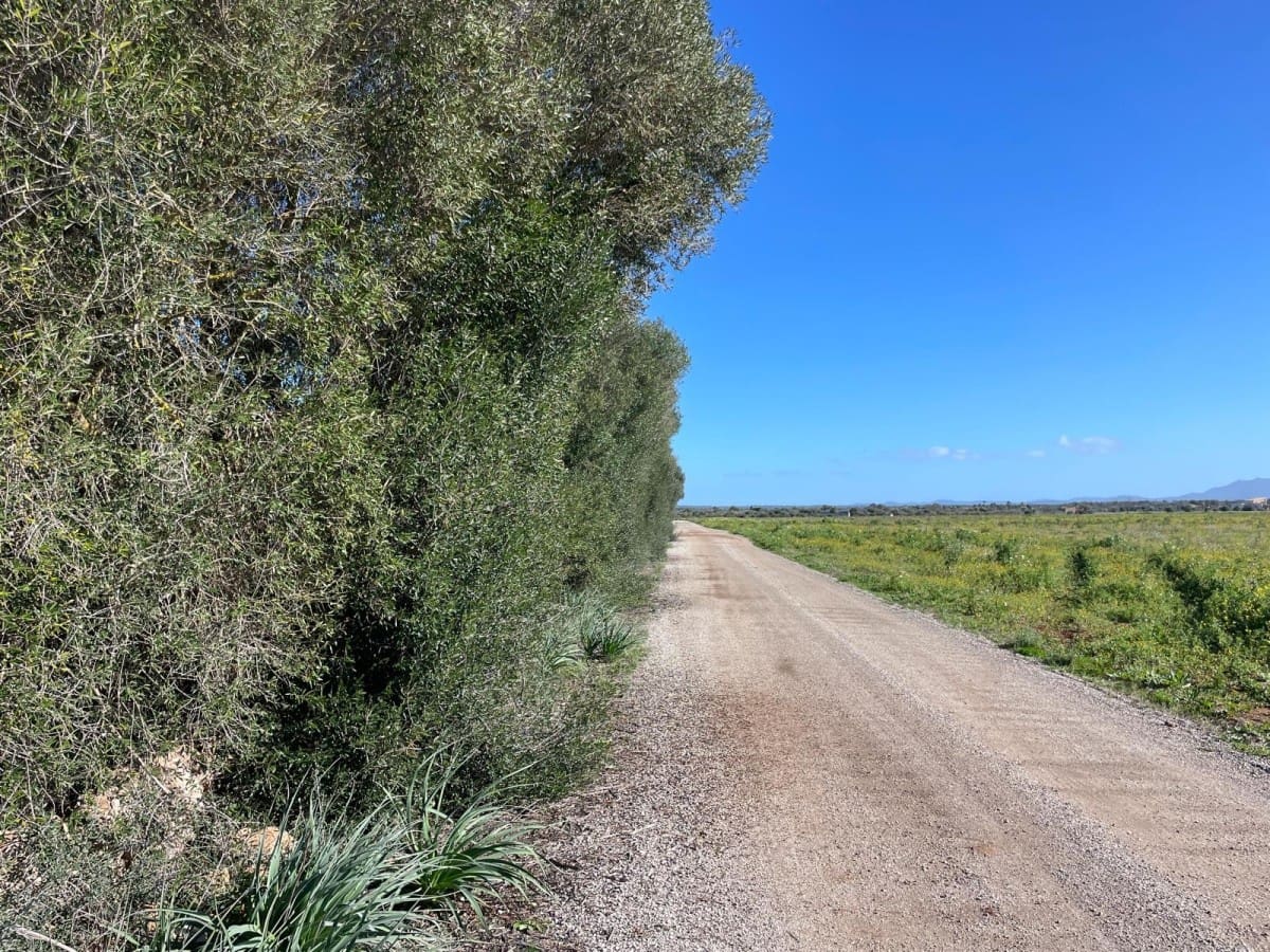 Terre non Aménagée à vendre à Campos - 235 000 € (Ref: 9669690)