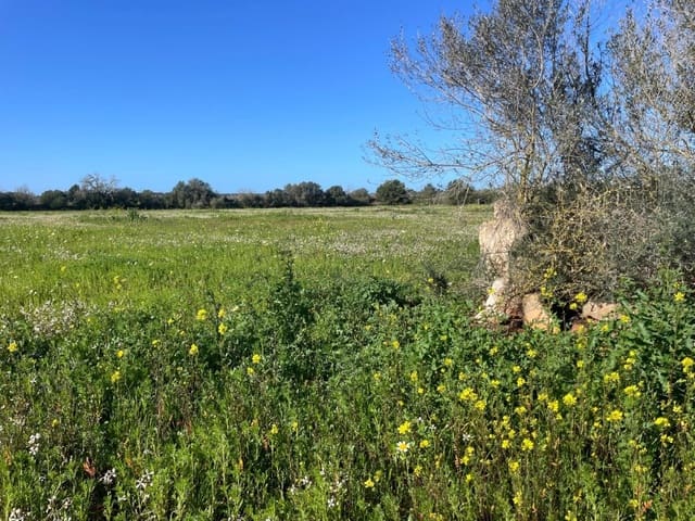 Terre non Aménagée à vendre à Campos - 235 000 € (Ref: 9669690)