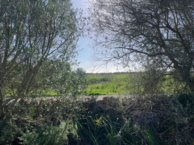 Terre non Aménagée à vendre à Campos - 235 000 € (Ref: 9669690)