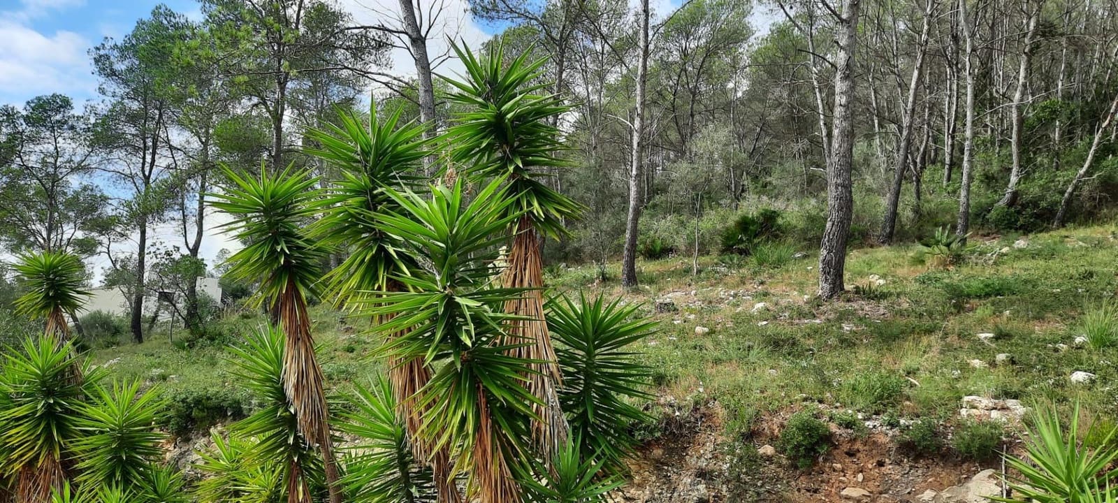 Byggegrund til salg i Olivella - € 130.000 (Ref: 8539628)