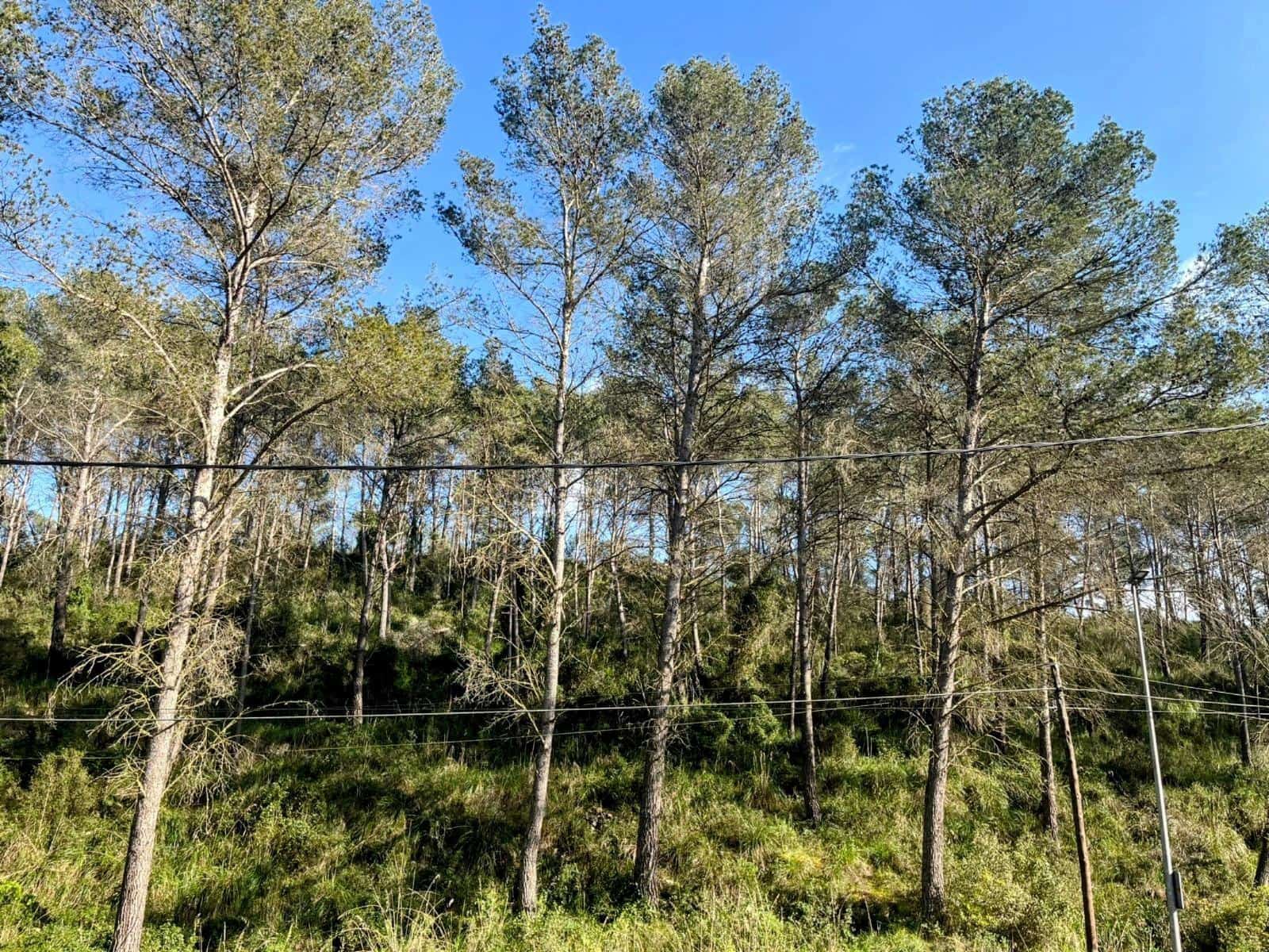 Byggegrund til salg i Canyelles - € 76.000 (Ref: 8916151)