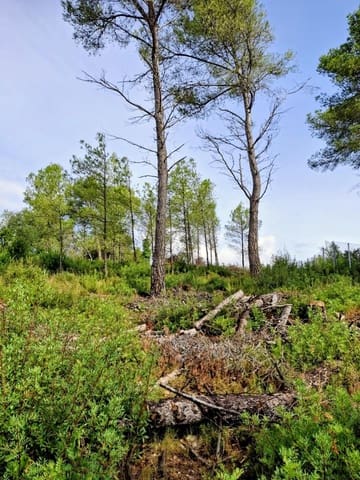 Bauplatz zu verkaufen in Olivella - 42.000 € (Ref: 9248215)