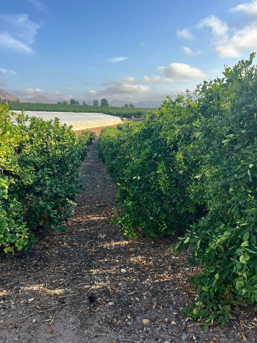 3 makuuhuone Maalaistalo myytävänä paikassa Aguilas mukana uima-altaan 
autotalli - 499 000 € (Ref: 9379004)