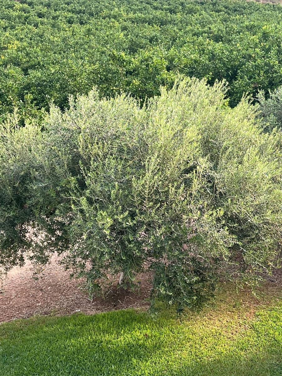 3 makuuhuone Maalaistalo myytävänä paikassa Aguilas mukana uima-altaan 
autotalli - 499 000 € (Ref: 9379004)