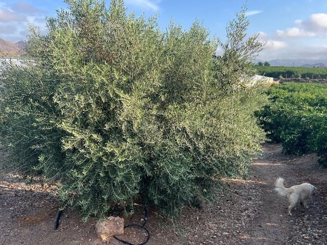 3 makuuhuone Maalaistalo myytävänä paikassa Aguilas mukana uima-altaan 
autotalli - 499 000 € (Ref: 9379004)