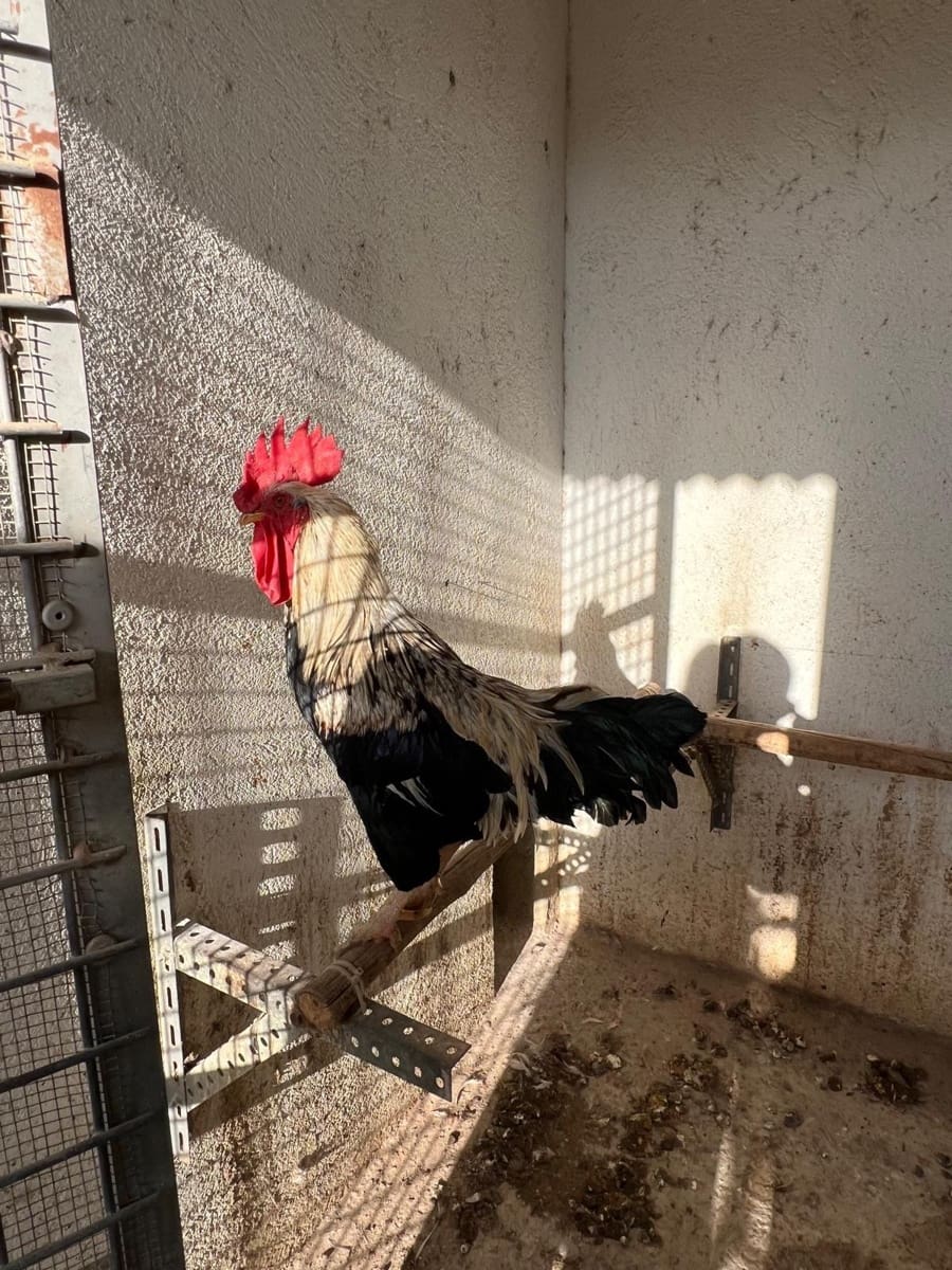 3 makuuhuone Maalaistalo myytävänä paikassa Aguilas mukana uima-altaan 
autotalli - 499 000 € (Ref: 9379004)