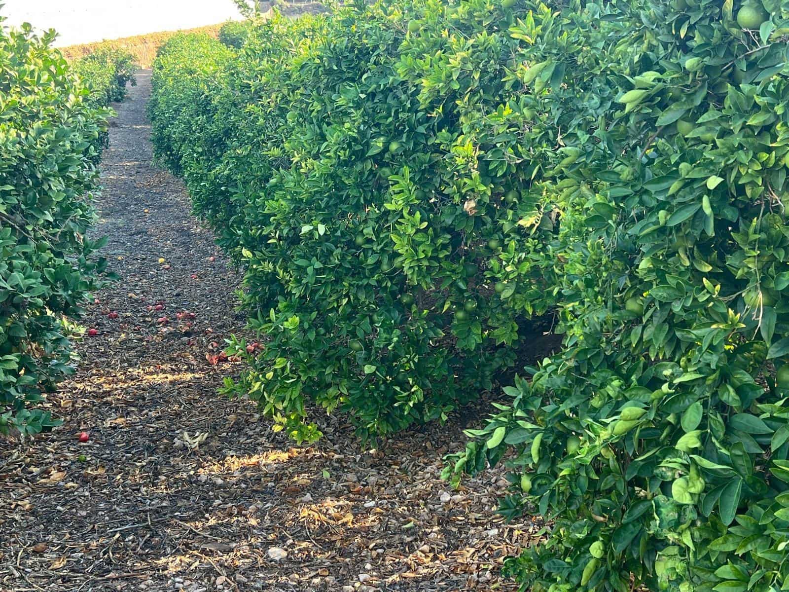 3 makuuhuone Maalaistalo myytävänä paikassa Aguilas mukana uima-altaan 
autotalli - 499 000 € (Ref: 9379004)